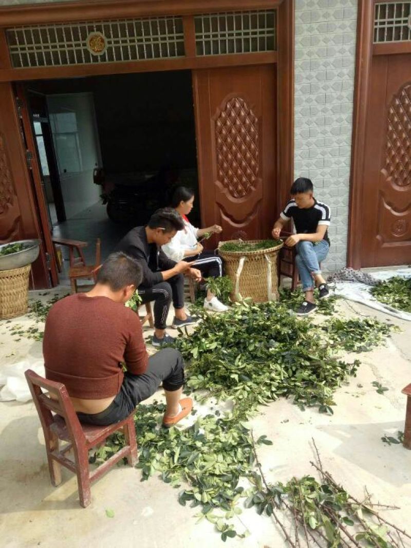 贵州花椒