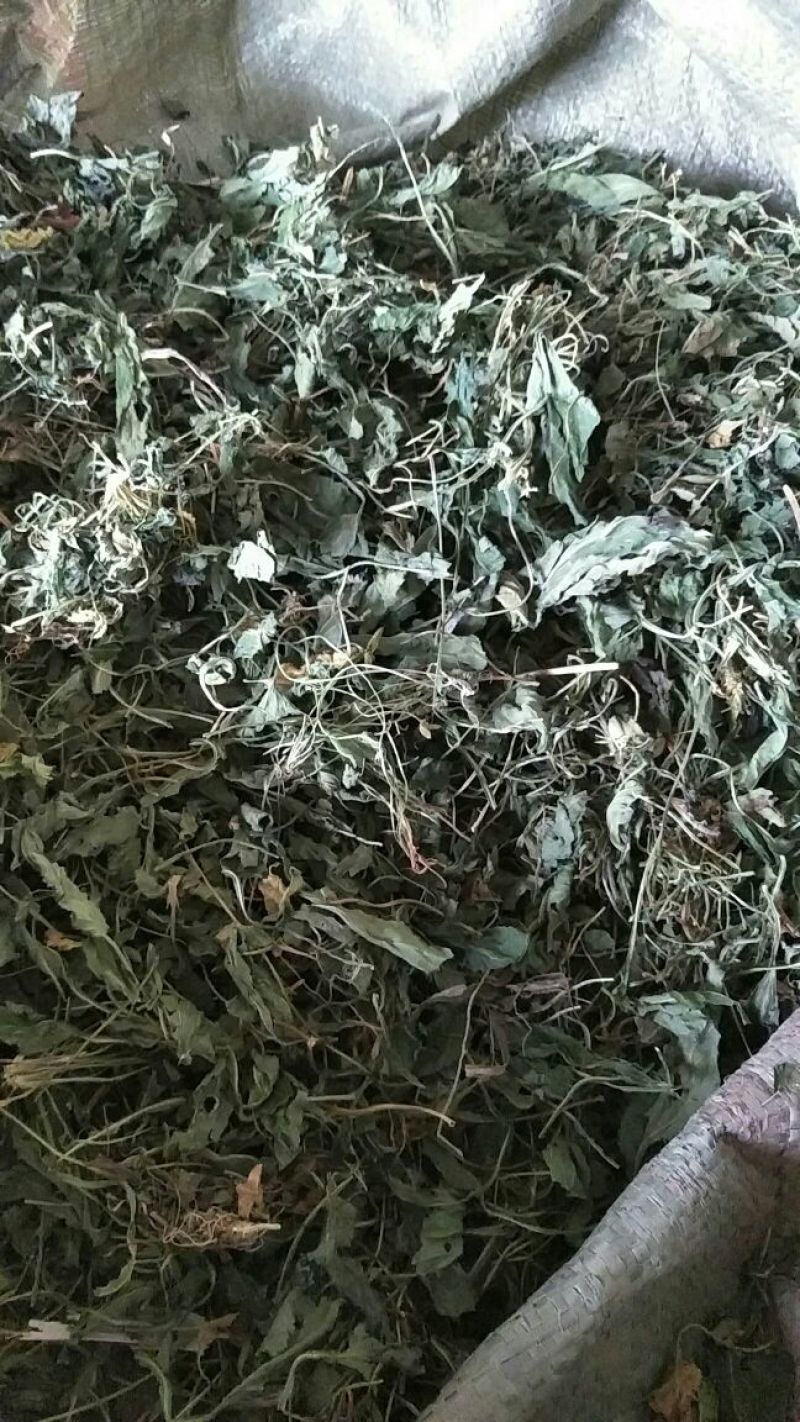 药用紫花地丁