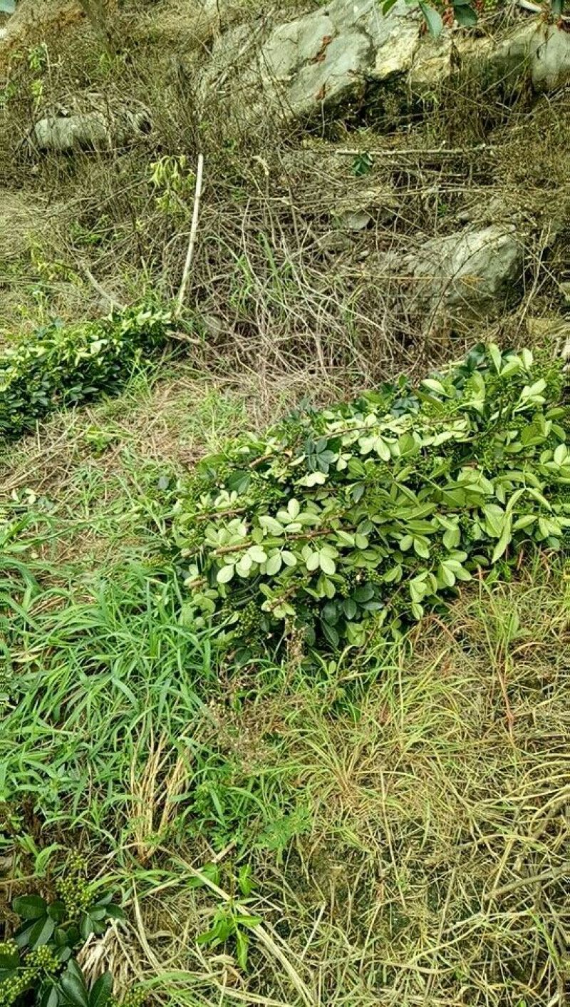 贵州花椒
