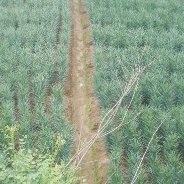 龙山百合干