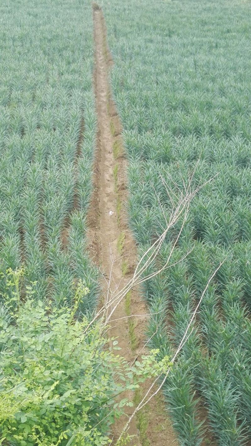 龙山百合干