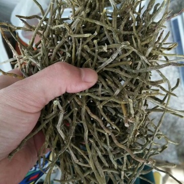 浙江雁荡山铁皮石斛干条，烤条