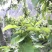 青苹果70mm以上光果