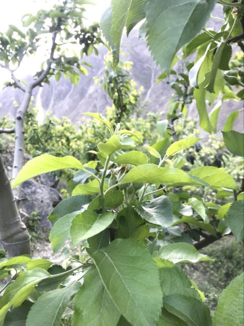 青苹果70mm以上光果