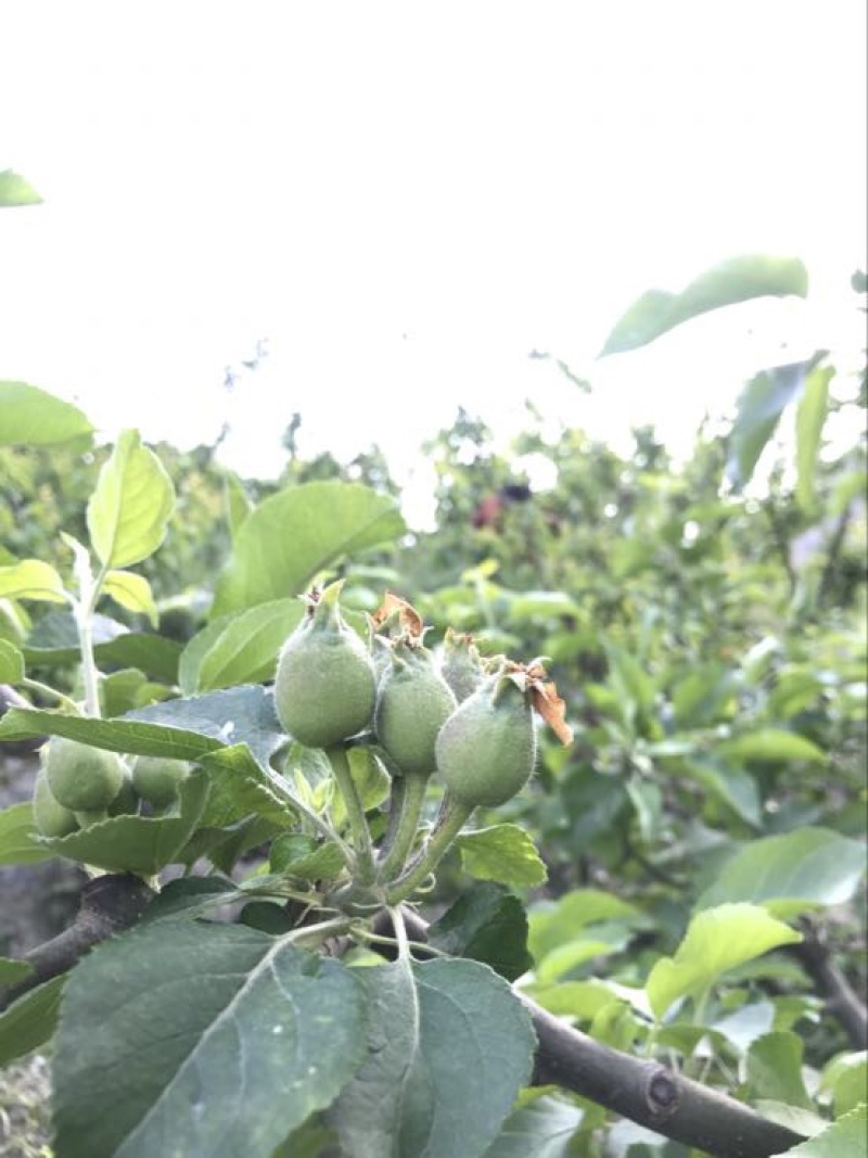青苹果70mm以上光果