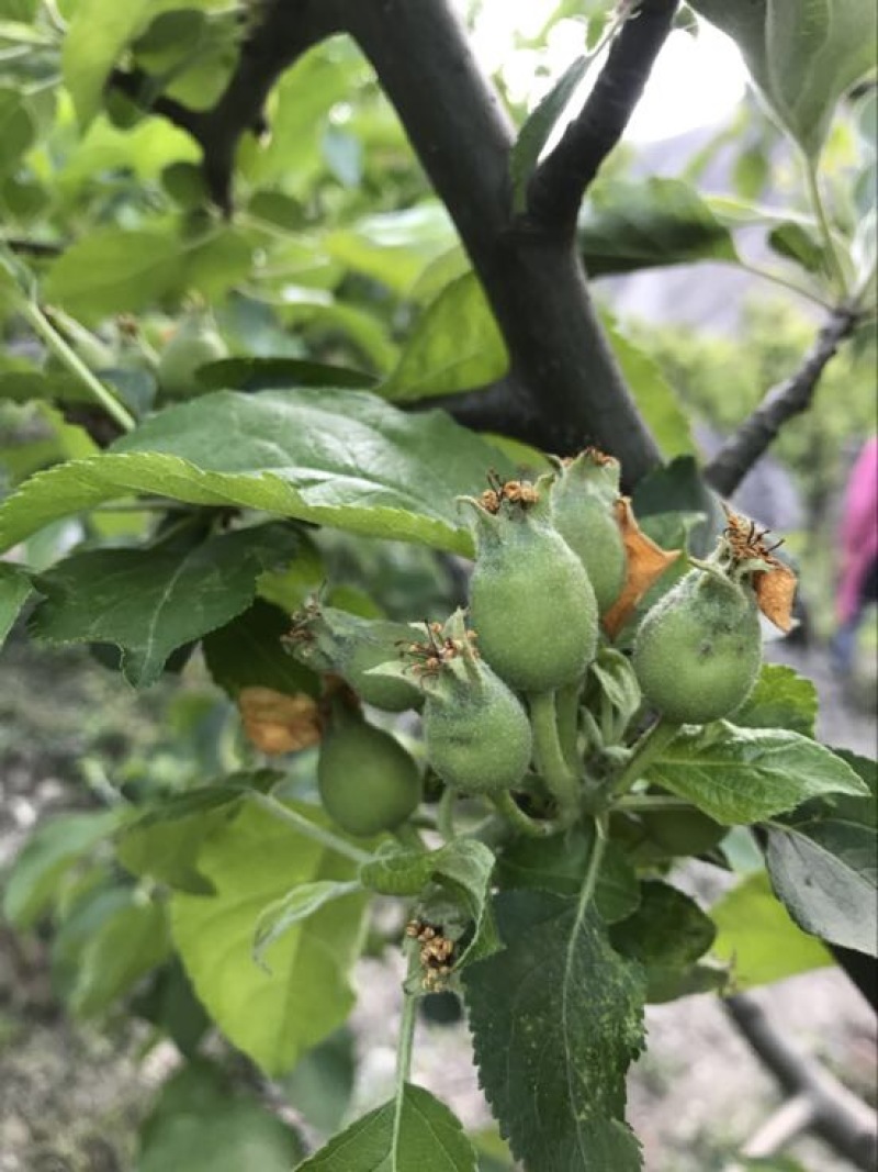 青苹果70mm以上光果