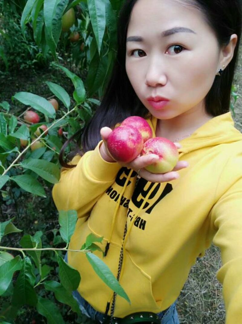 油桃，正在上市中，欢迎老板们来定购…