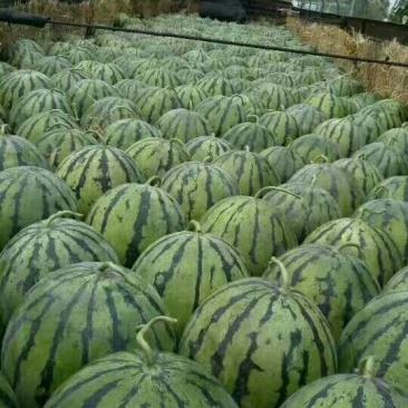 京欣西瓜🍉