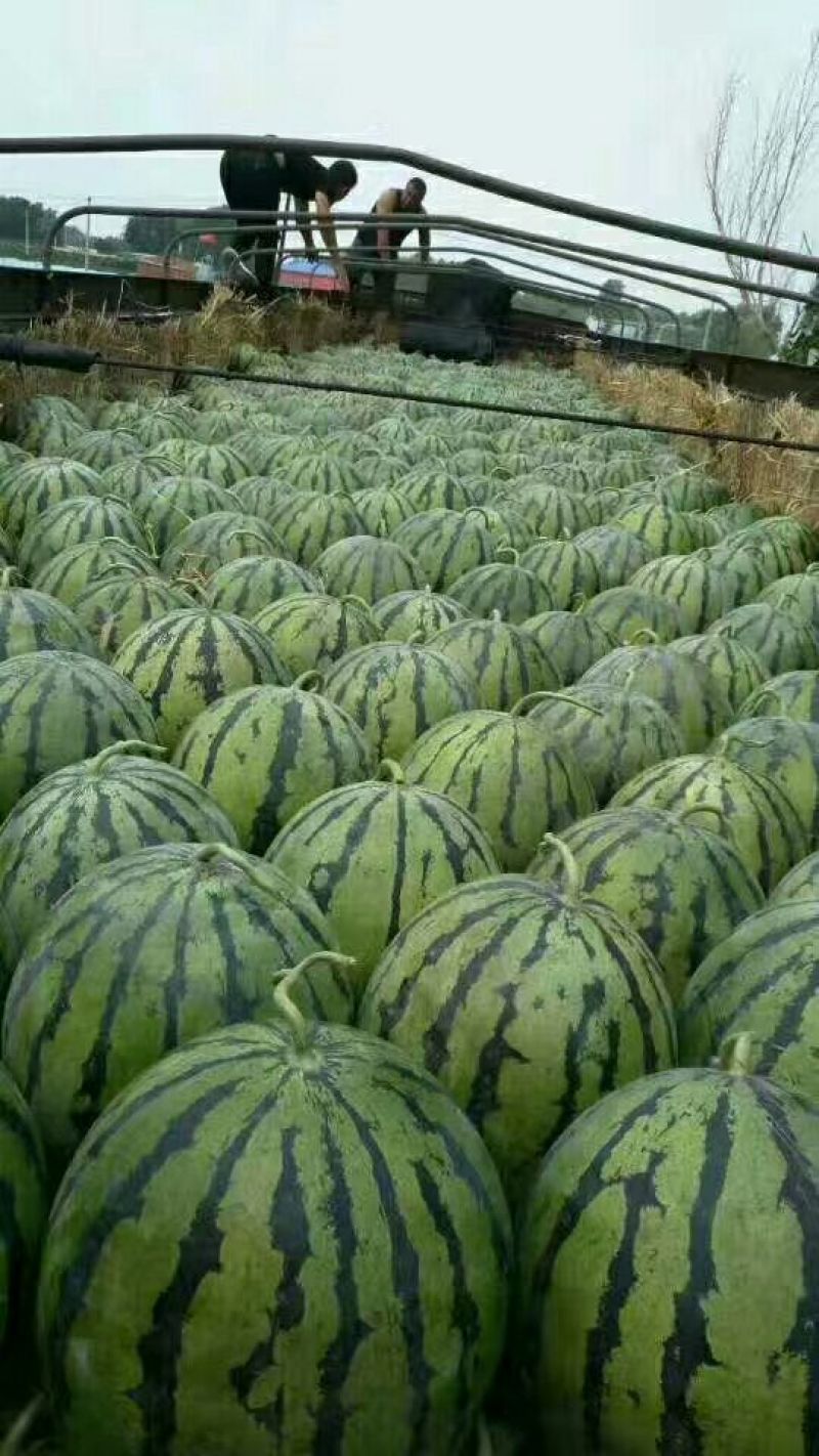 京欣西瓜🍉