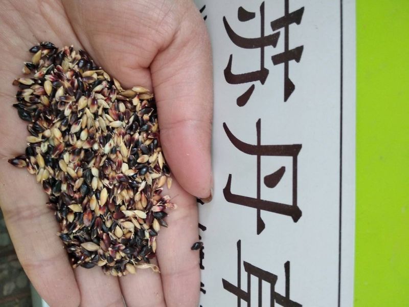 苏丹草种子