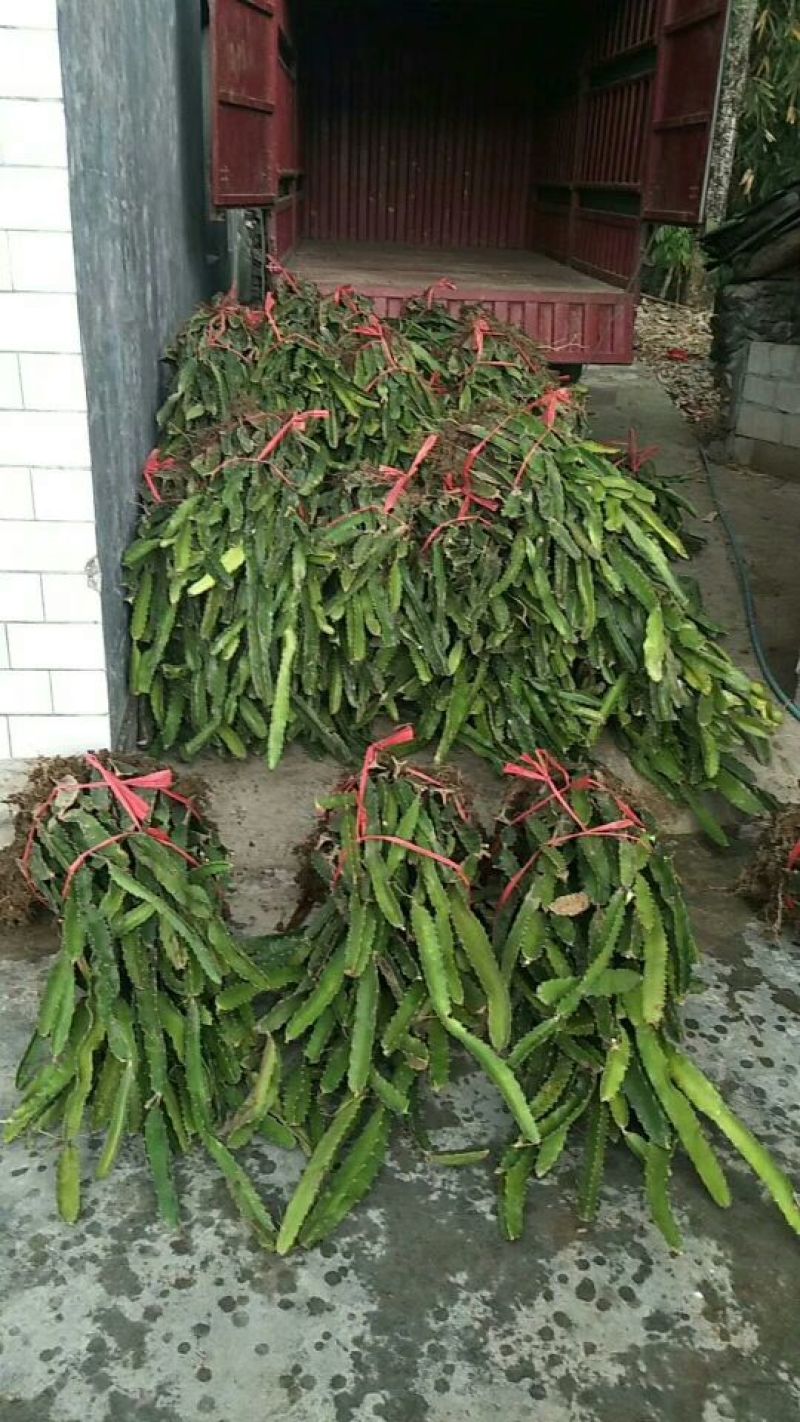 贵州板贵乡火龙果苗