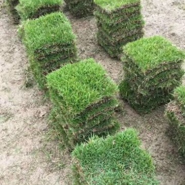 马尼拉草皮