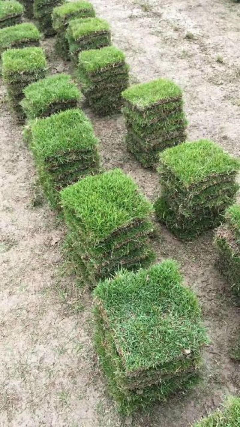 马尼拉草皮