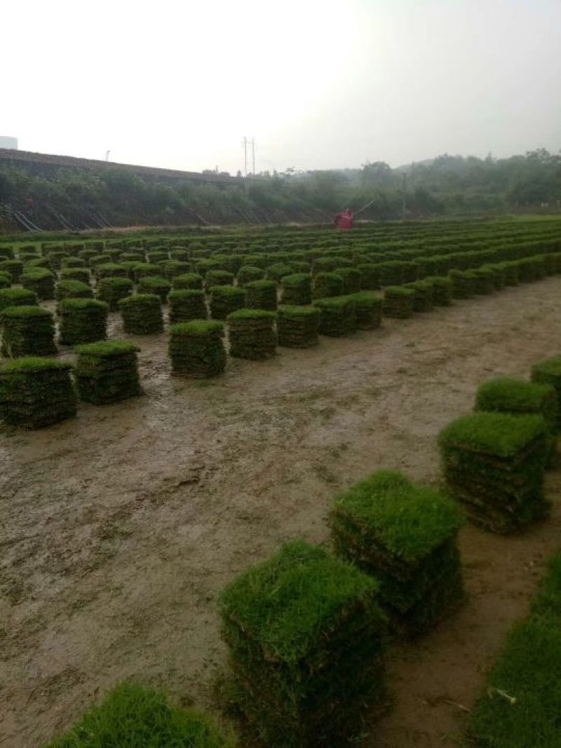 马尼拉草皮