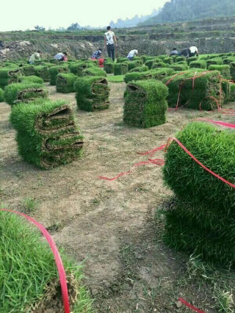 马尼拉草皮