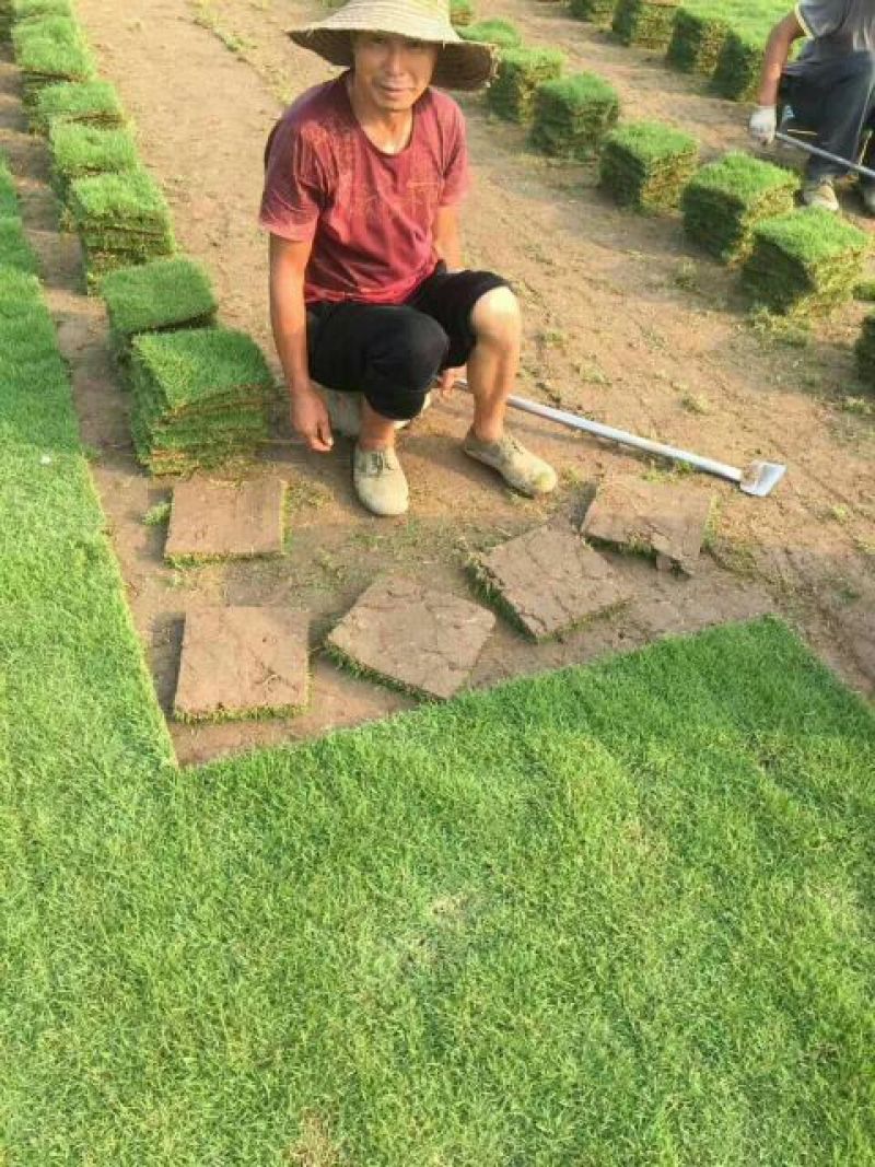马尼拉草皮