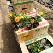 孔雀草