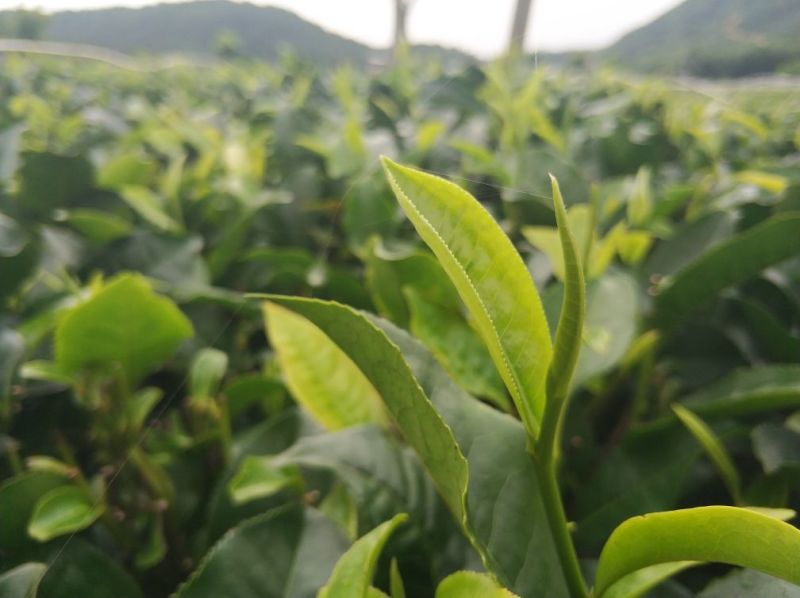 英红九号英德红茶礼盒装
