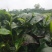 英红九号英德红茶手信罐装