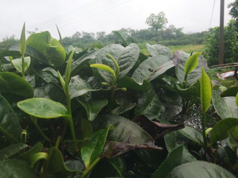 英红九号英德红茶手信罐装