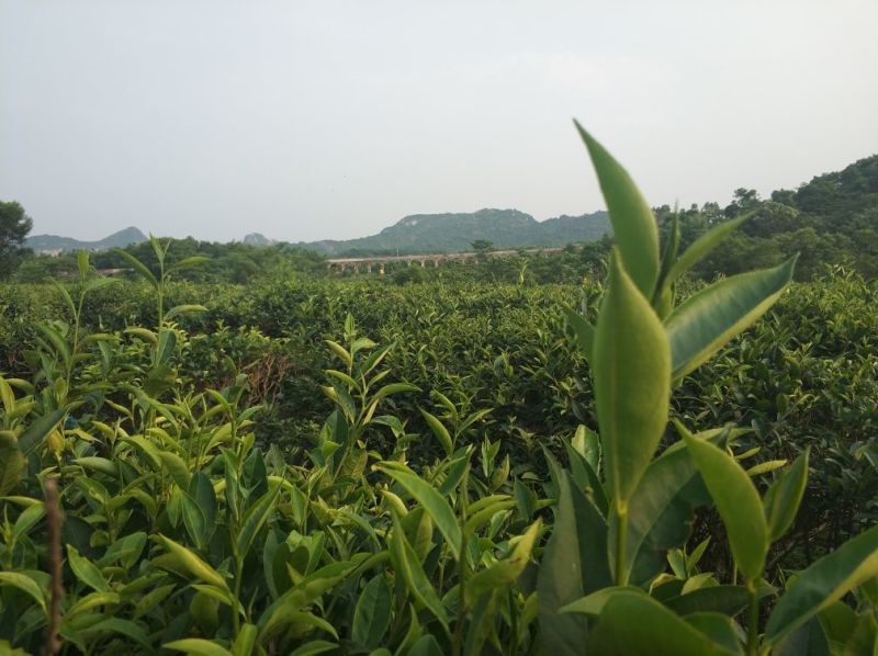 英红九号英德红茶手信罐装