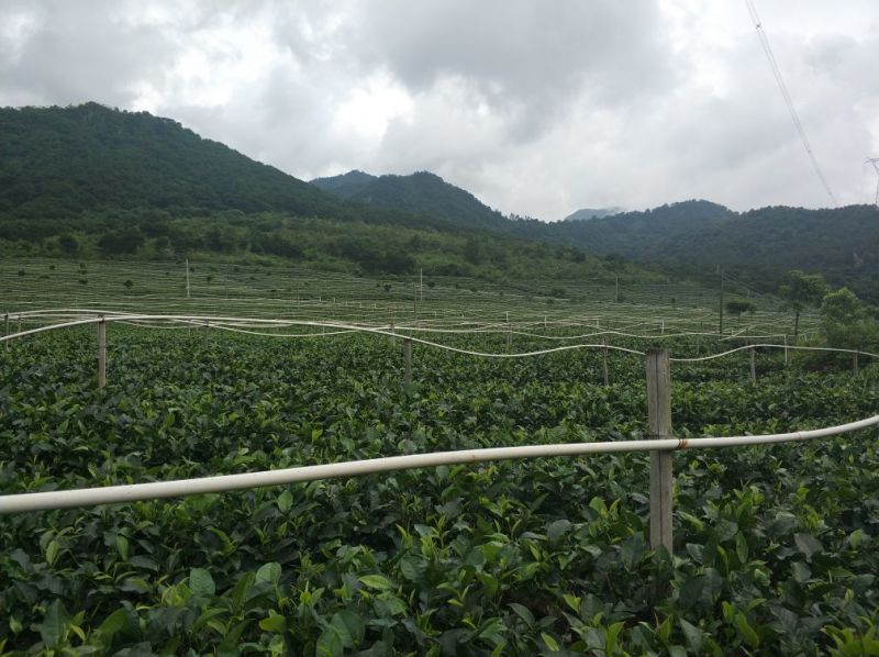 英红九号英德红茶手信罐装