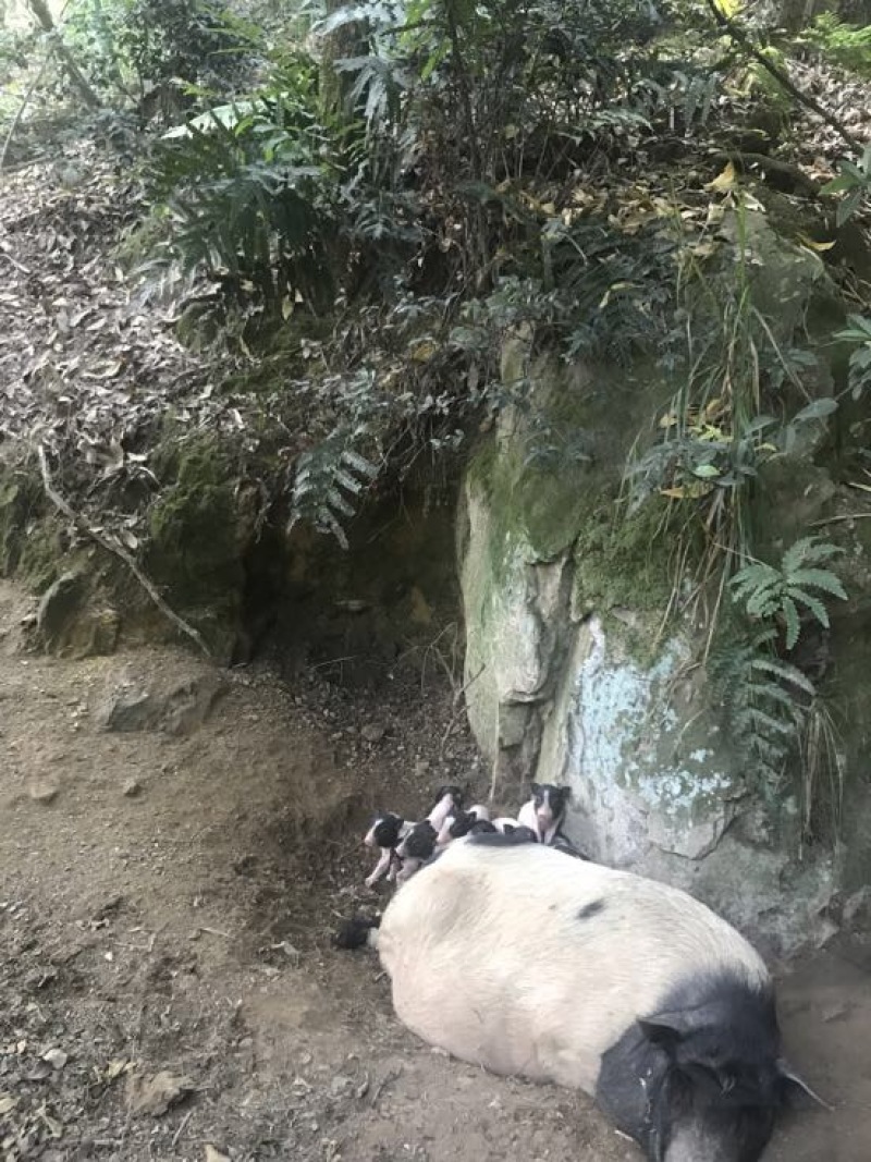 巴马香猪藏香猪杜洛克太湖三元