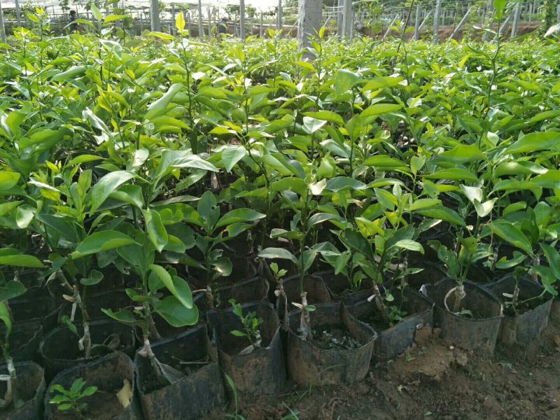 香橙头沃柑杯苗，沃柑营养杯苗，四川沃柑苗，简阳沃柑苗