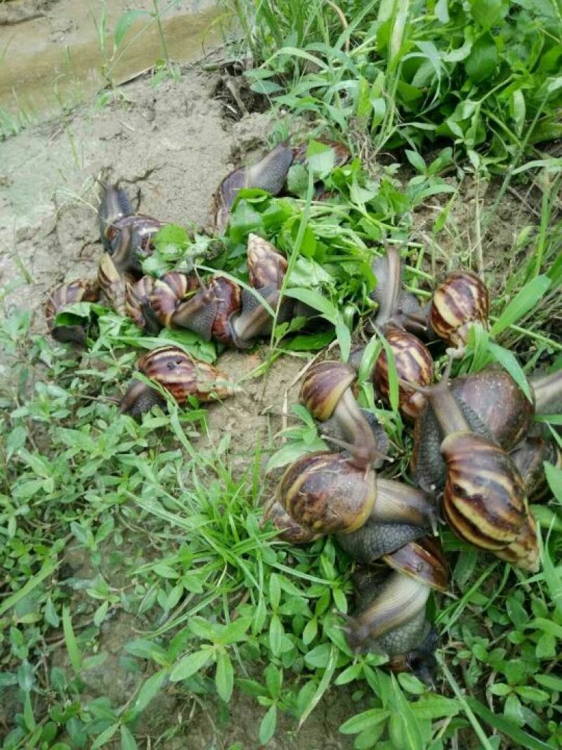 供应褐云玛瑙蜗牛