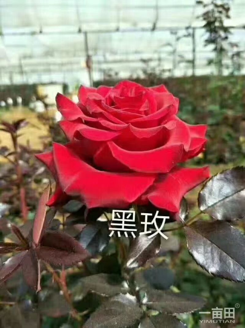 大花月季苗四季开花耐干旱易成活