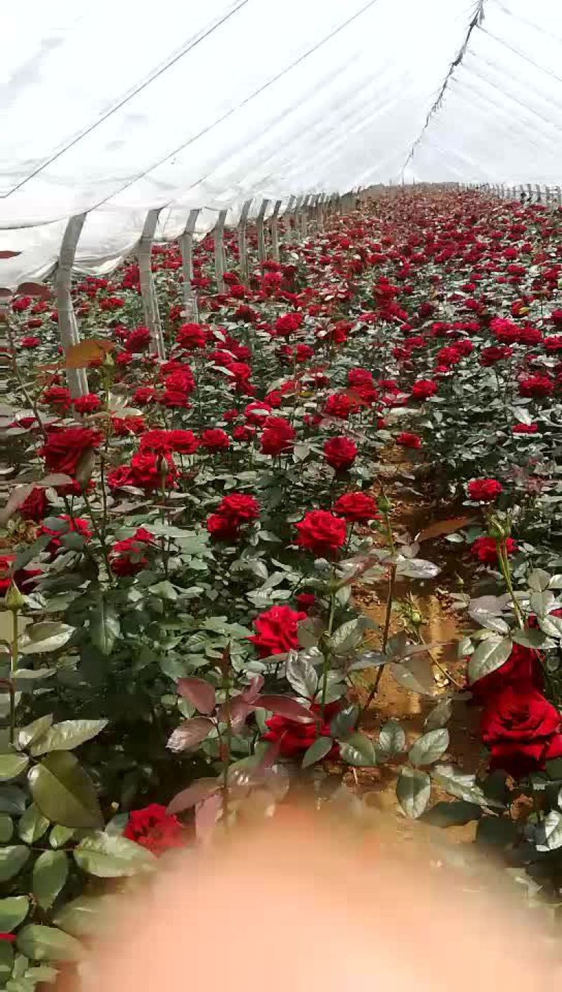 大花月季苗四季开花耐干旱易成活