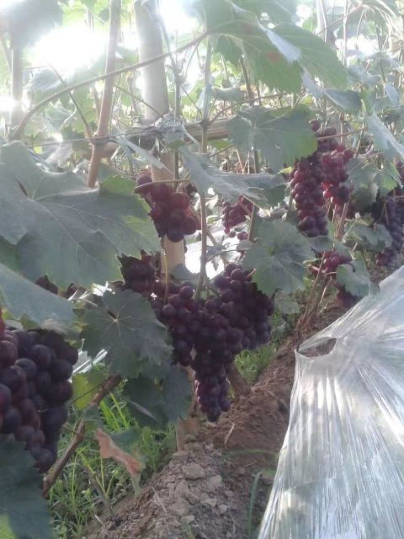红无核葡萄1~2斤5%以下