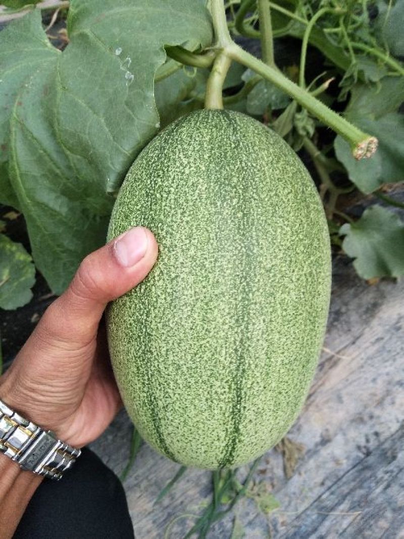 西洲蜜