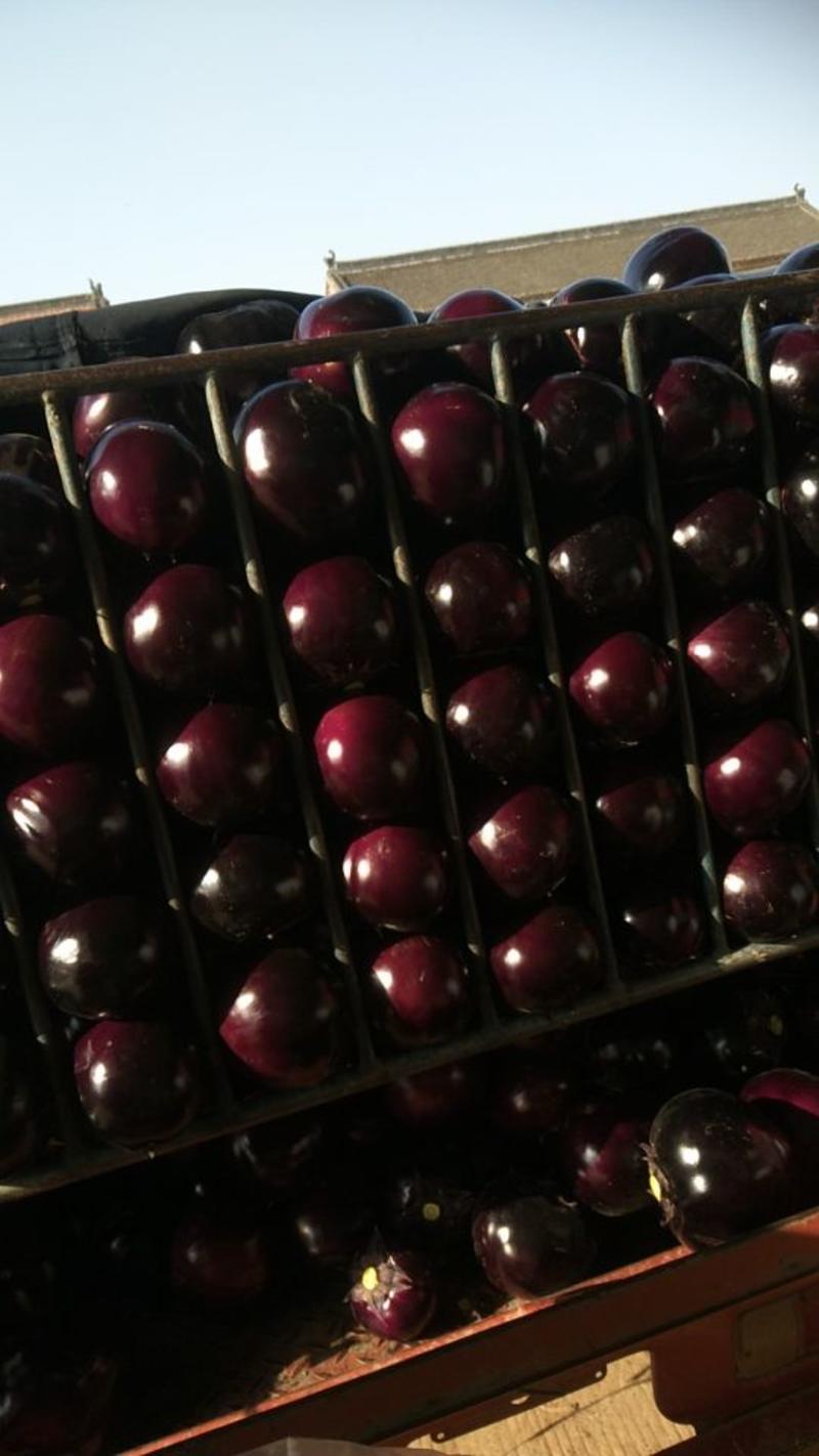 【热卖中】河南紫光圆茄，个头均匀，色泽鲜亮，价格优惠