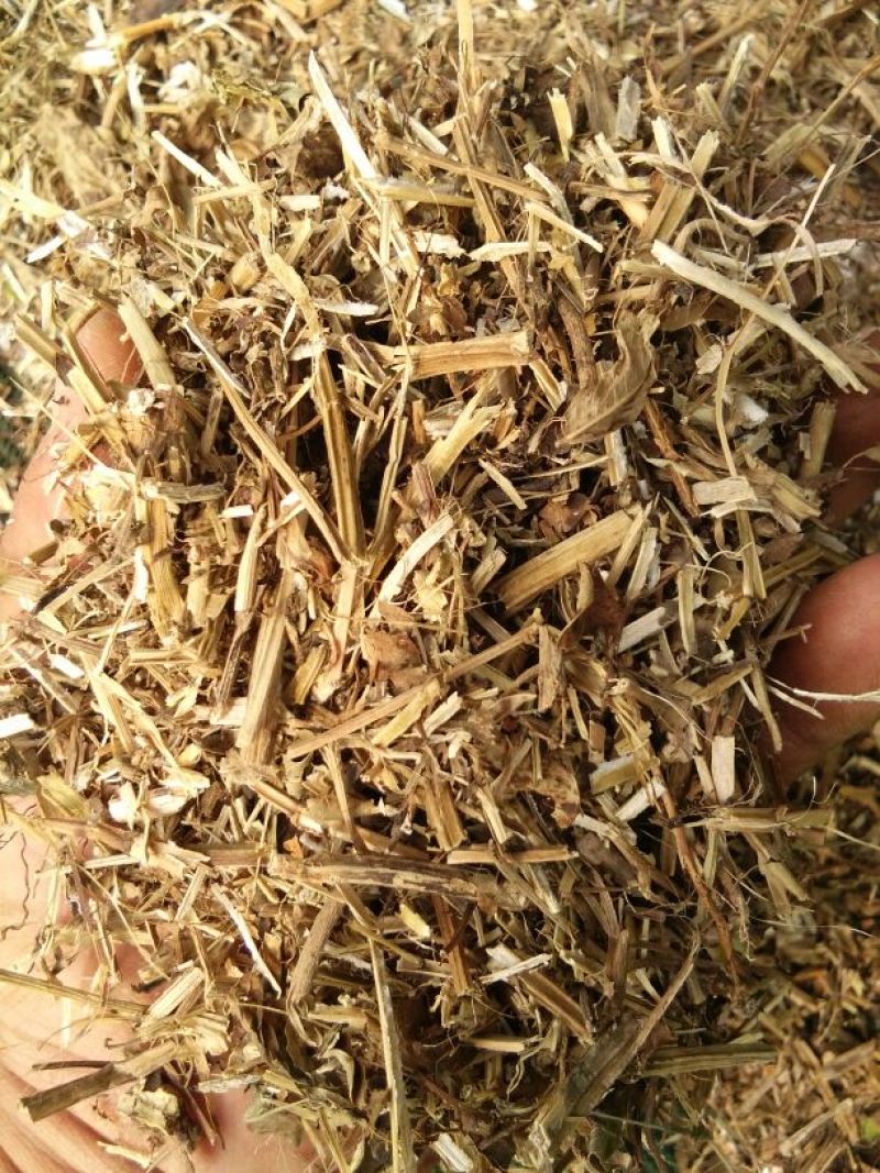 羊草