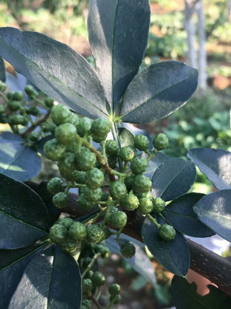贵州板贵乡花椒特色