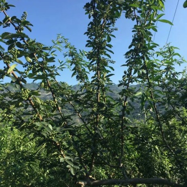 贵州板贵乡花椒特色