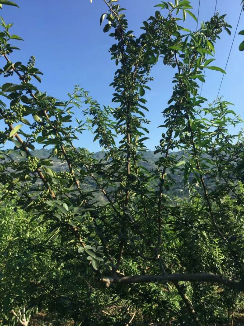 贵州板贵乡花椒特色