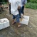 蓝刀鱼