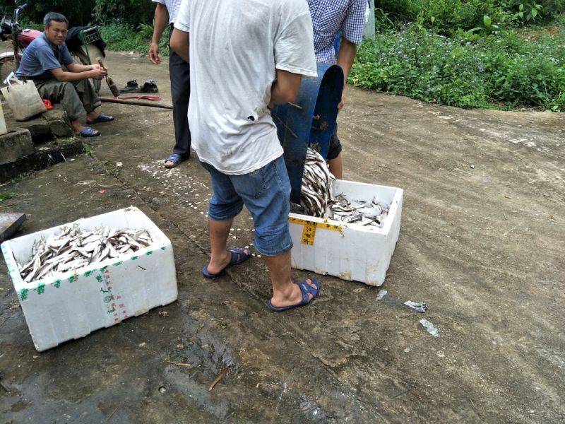 蓝刀鱼