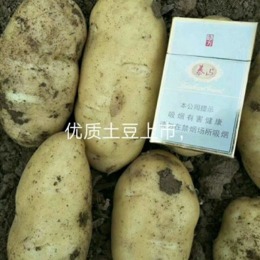 【荷兰十五土豆】产地大量上市！规格齐全，质量保证全国代发