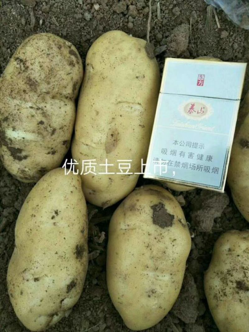 【荷兰十五土豆】产地大量上市！规格齐全，质量保证全国代发