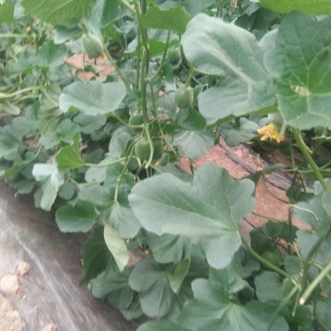 绿皮甜瓜