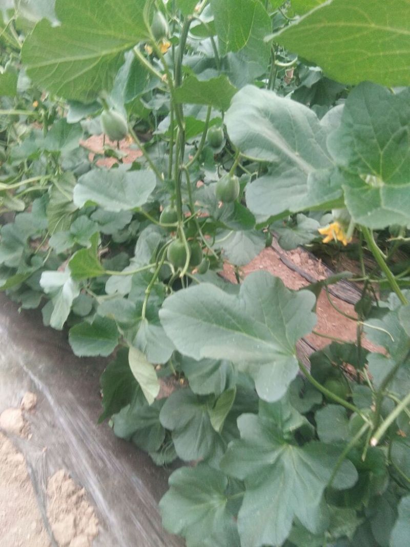 绿皮甜瓜