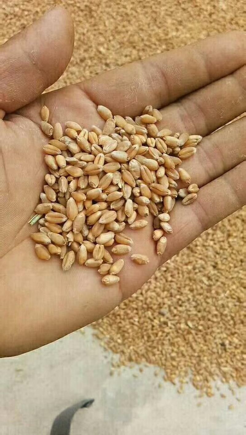 小麦白软质小麦红麦也有混合型供大货品质保证
