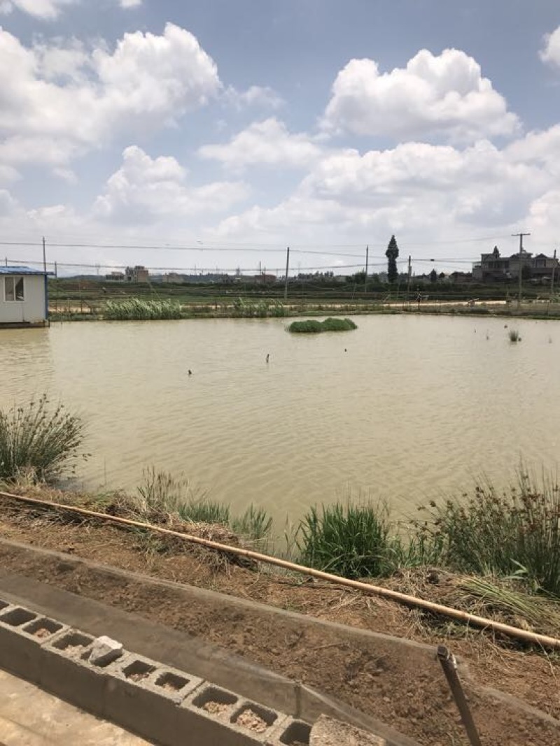 澳洲淡水小龙虾小龙虾主养4-6钱（20-30克）活虾