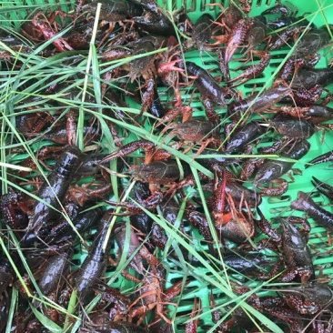 澳洲淡水小龙虾小龙虾主养4-6钱（20-30克）活虾