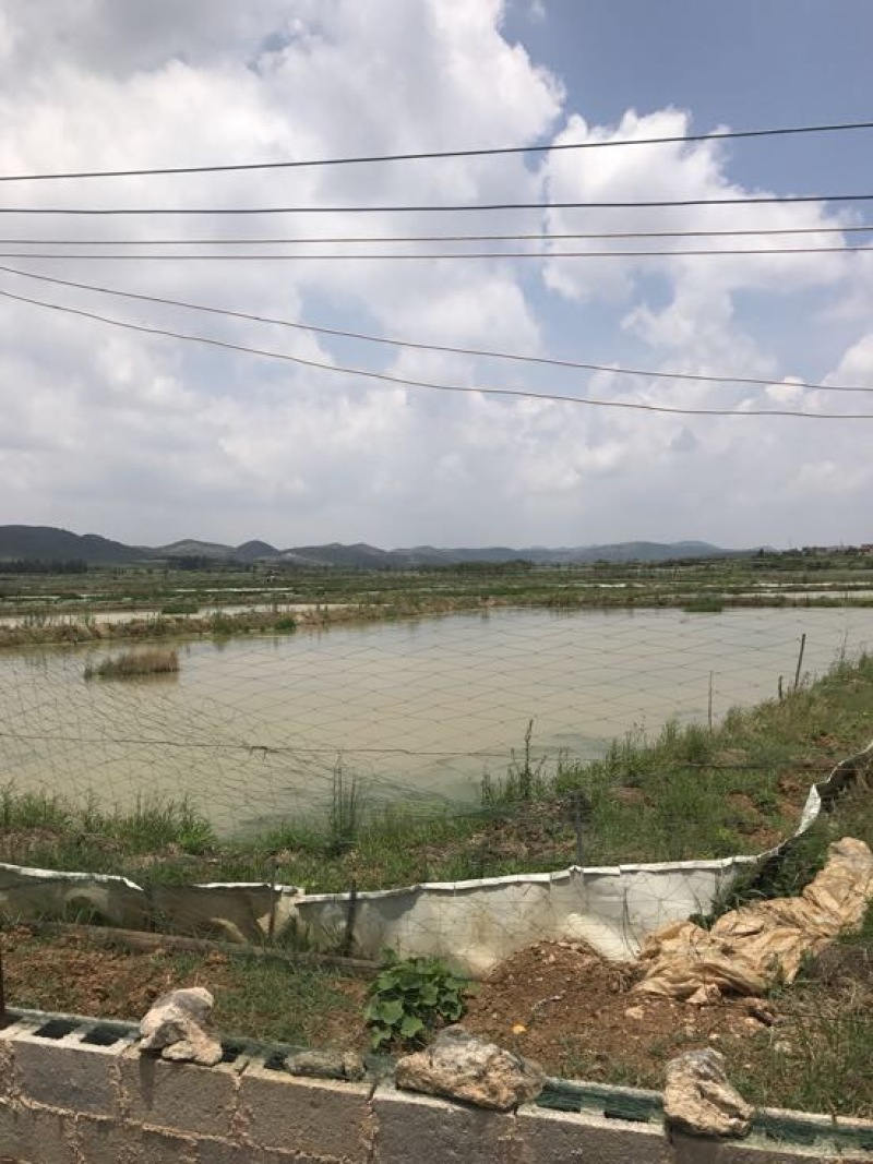 澳洲淡水小龙虾小龙虾主养4-6钱（20-30克）活虾