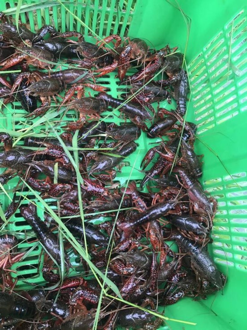 澳洲淡水小龙虾小龙虾主养4-6钱（20-30克）活虾