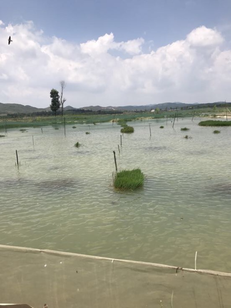 澳洲淡水小龙虾小龙虾主养4-6钱（20-30克）活虾
